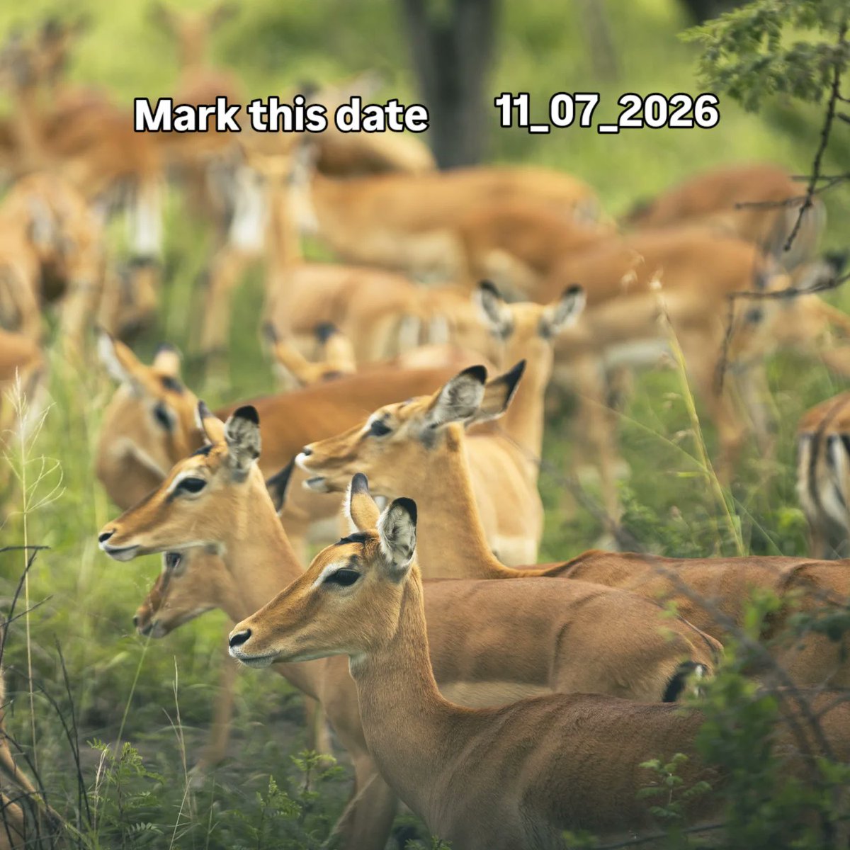Tembera250's tweet photo. Just here and no stress 
@AkageraPark , Rwanda https://t.co/HejLed0WHZ