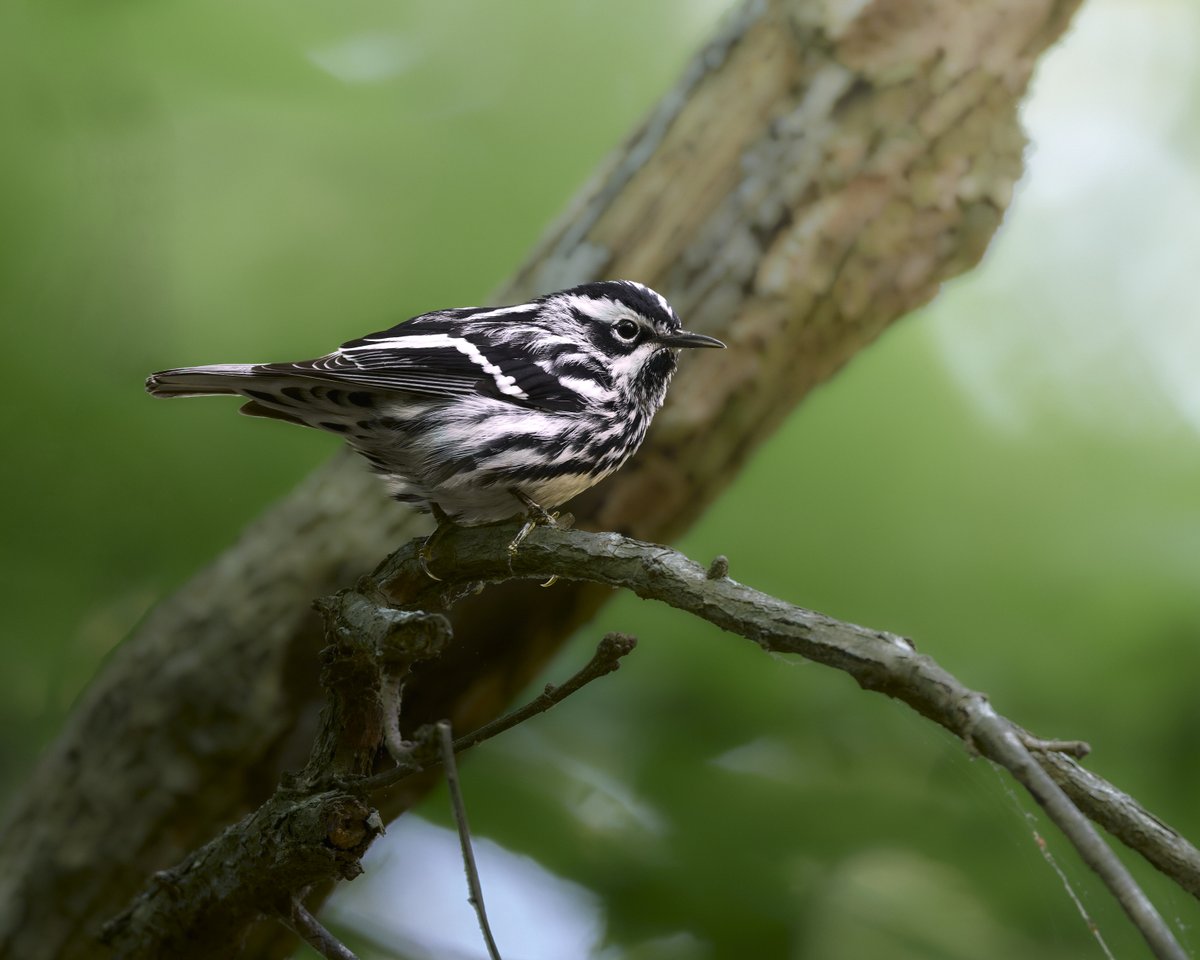 corbyamosphoto1's tweet photo. Black-and-white Warbler, yall!! https://t.co/tnsrsqxw3q