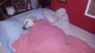 رمْزي حَمد 🇵🇸🇸🇦🎮☕️ tweet media