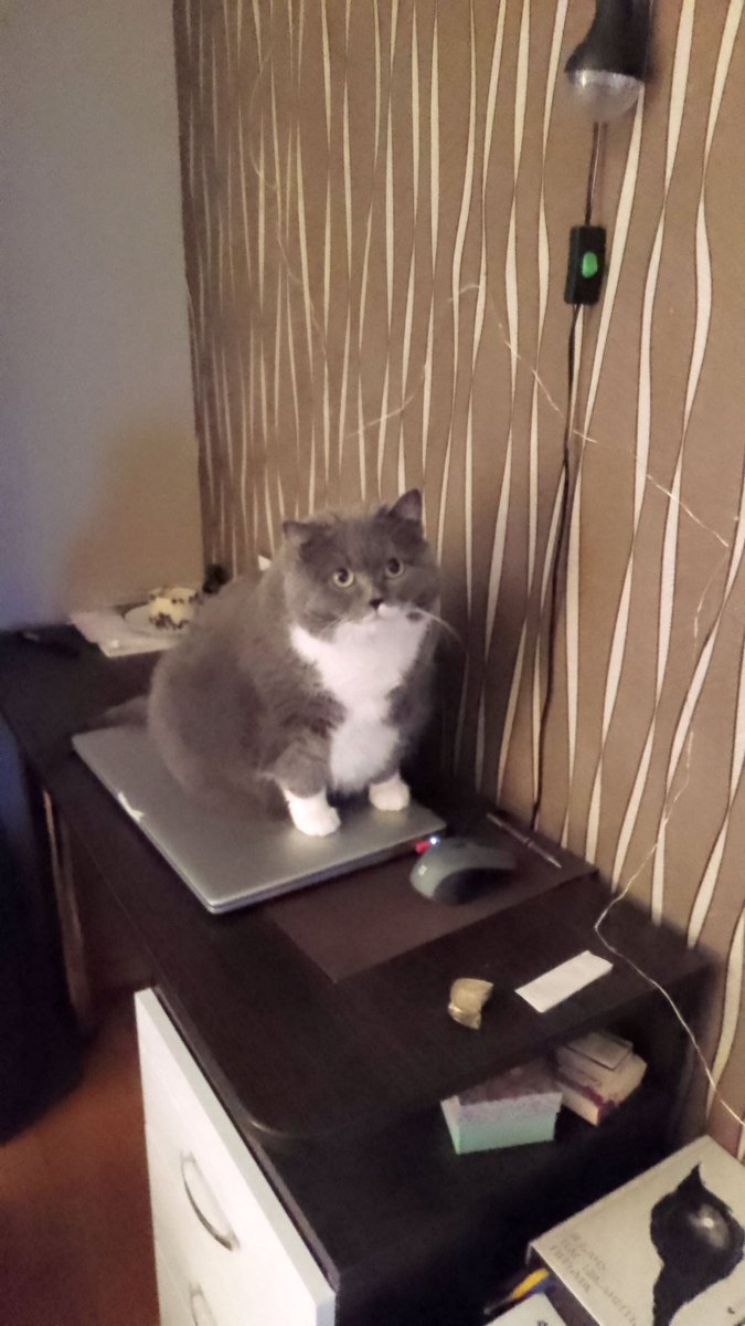 HelgaKs's tweet photo. Всьо. Харош працювати. Жрать давай! 😼 https://t.co/ADUIZahz6n