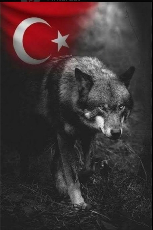 MK_Ataturk1923_'s tweet photo. "Hikayeyi çakaldan dinlersen, kurdu düşman bilirsin" https://t.co/O5Yk0jMe90