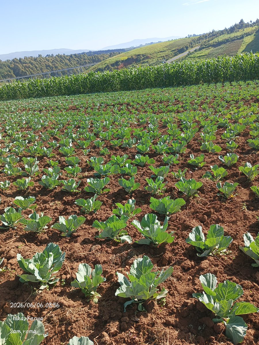 Roma25714505's tweet photo. Second harvest https://t.co/7lGtcQYEuF