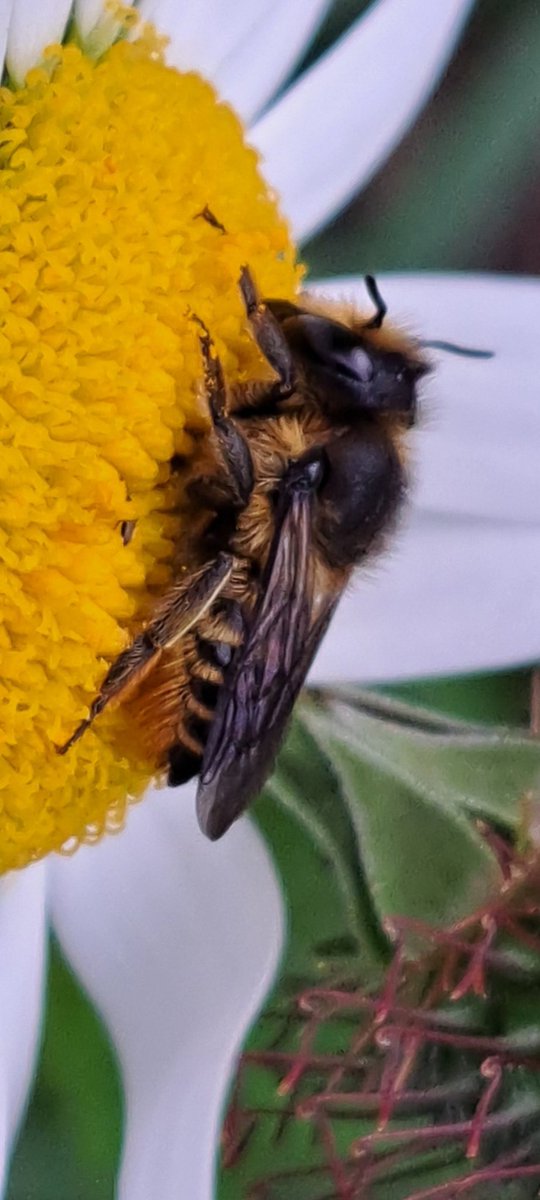 66simond's tweet photo. @StevenFalk1 hi Steven having checked your field guide and Flickr site I'm thinking this is a Leaf-cutter species, am I on the right track.
Doncaster garden today. Many thanks. https://t.co/UMLqISLoos