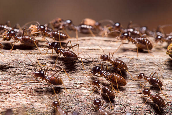 dk_wpe's tweet photo. 30 Years of Innovation:  WPE-DK: Termite-risk construction needs mineral details https://t.co/mZlAAqpRi5 
#UHPC #UHPCwallplaster #termites #termiteresistance #UHPCconcrete #architects #pestresistance #wearresistant #waterproof #UHPCspray https://t.co/9QTs04pK65