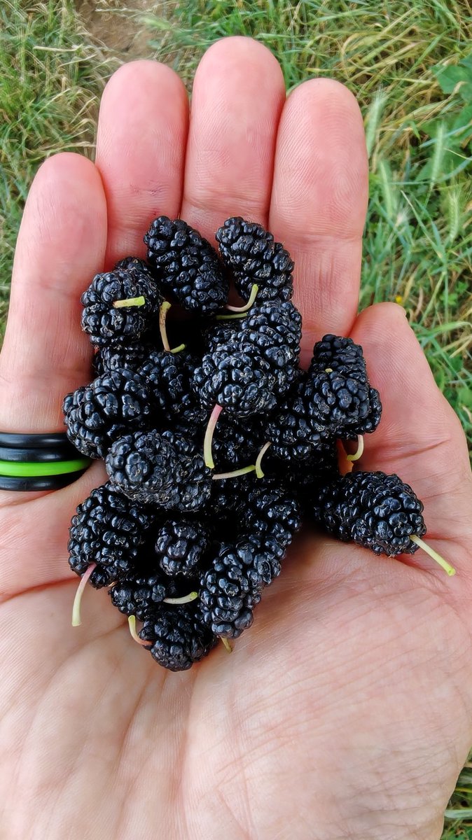 LilliFerraro's tweet photo. A fruit that is little considered here, indeed just unknown to most. In the area there are many mulberry trees planted in past years for the breeding of silkworms. They drive me crazy but most people have never tasted one. Are they known to you? https://t.co/AymCInGUg1