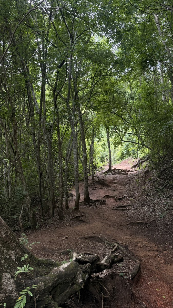 Arrested_Words's tweet photo. Deep forest https://t.co/60buM0uLNa