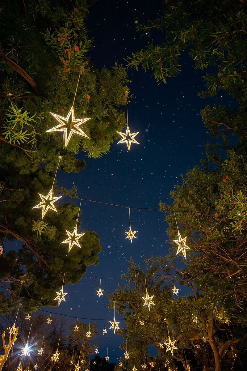 cozyycabin's tweet photo. glowing star lights on trees https://t.co/wHGqyQM3tv