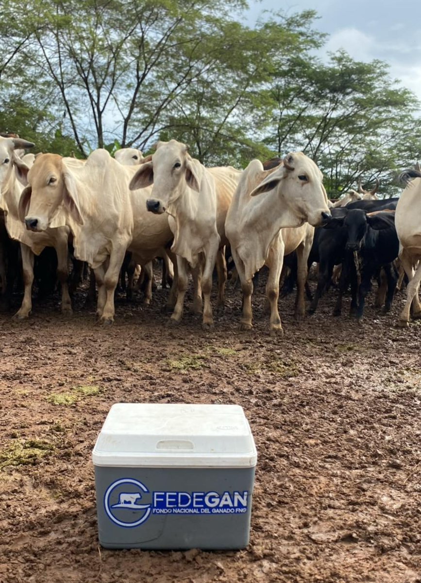 puerto_pl's tweet photo. 🐄💉 ¡Seguimos avanzando en la protección del hato ganadero!
Gracias al compromiso de ganaderos, vacunadores y todo el equipo de trabajo, seguimos fortaleciendo la ganadería colombiana, garantizando un futuro más seguro para el campo #TodosAVacunar @Fedegan @jflafaurie @pl_pasto https://t.co/BfF8oCqtKs