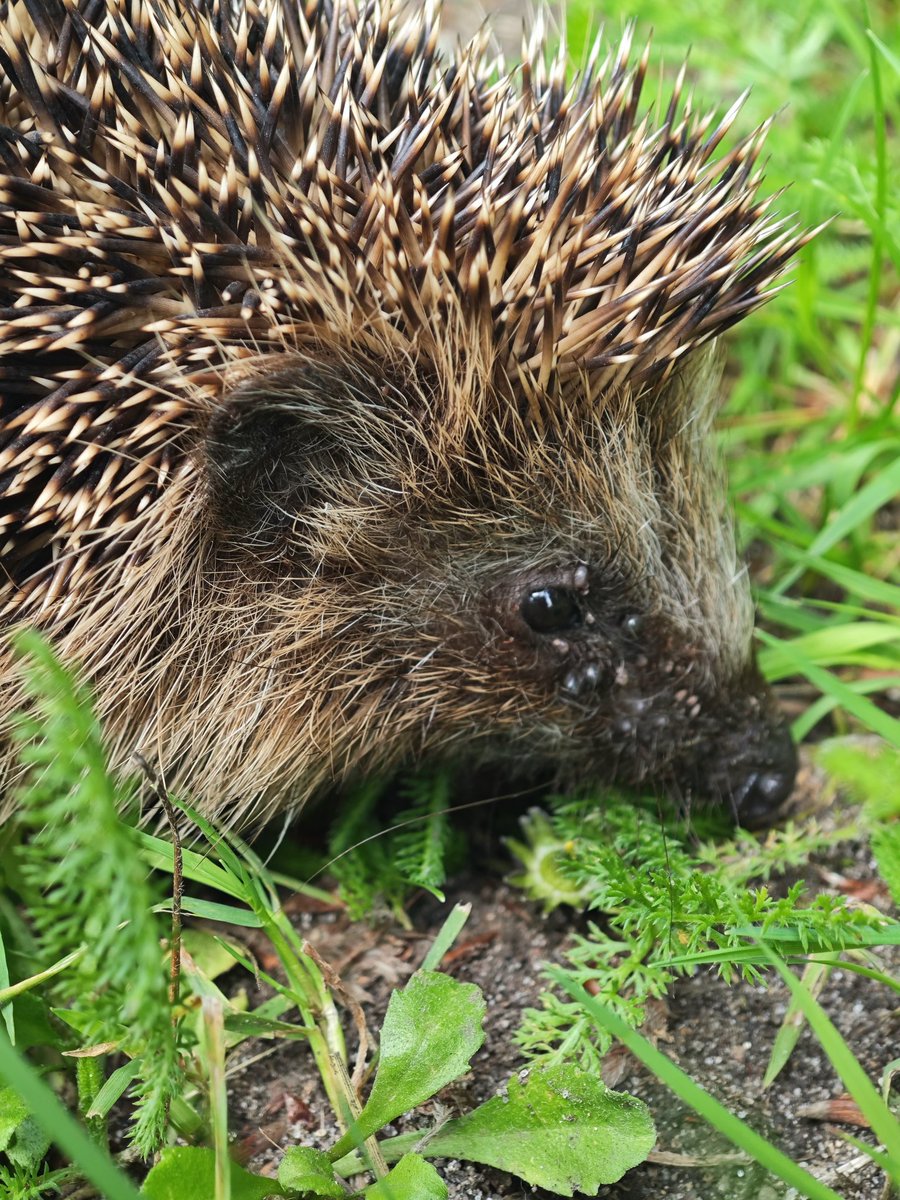 WackelLokiAlice's tweet photo. Aus gegebenem Anlass: ich habe heute mit Hilfe der Wildtier SOS! App einem Igel die passende medizinische Hilfe rausgesucht.☺️Hat super funktioniert!

Manni hatte viele Zecken, Fliegenmilben und war auch ziemlich dünn. Hab ihn per Straßenbahn zur Klinik gebracht. War spannend. 🤭 https://t.co/ArQAT45nve