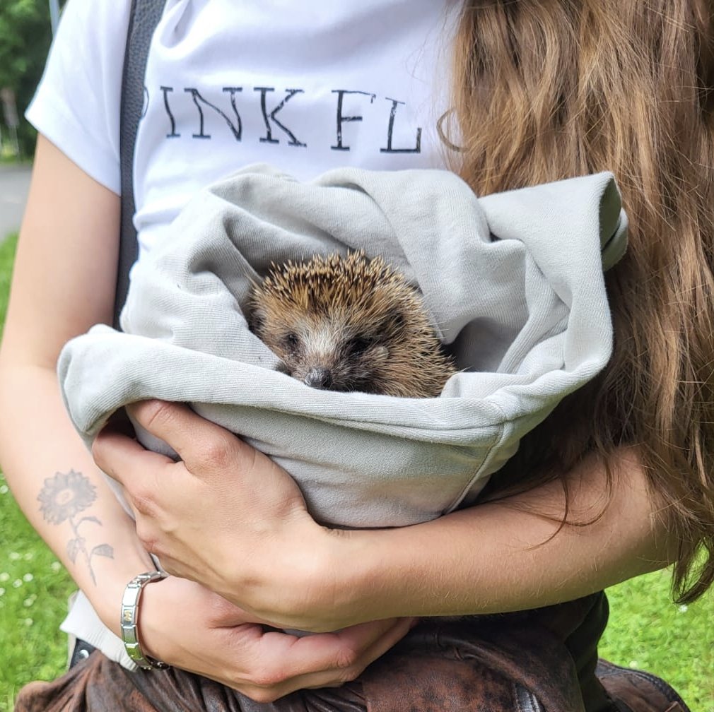 WackelLokiAlice's tweet photo. Aus gegebenem Anlass: ich habe heute mit Hilfe der Wildtier SOS! App einem Igel die passende medizinische Hilfe rausgesucht.☺️Hat super funktioniert!

Manni hatte viele Zecken, Fliegenmilben und war auch ziemlich dünn. Hab ihn per Straßenbahn zur Klinik gebracht. War spannend. 🤭 https://t.co/ArQAT45nve