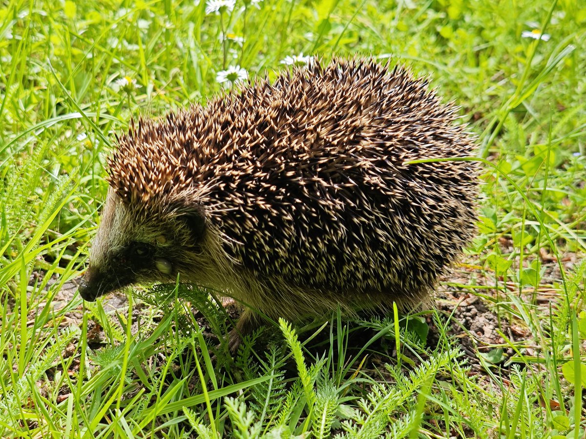 WackelLokiAlice's tweet photo. Aus gegebenem Anlass: ich habe heute mit Hilfe der Wildtier SOS! App einem Igel die passende medizinische Hilfe rausgesucht.☺️Hat super funktioniert!

Manni hatte viele Zecken, Fliegenmilben und war auch ziemlich dünn. Hab ihn per Straßenbahn zur Klinik gebracht. War spannend. 🤭 https://t.co/ArQAT45nve