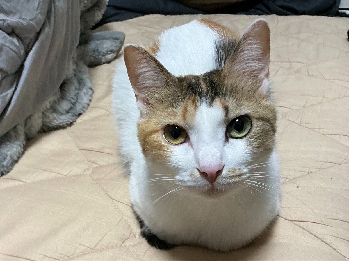 cellbururu's tweet photo. お風呂入ってから毛もツヤツヤやで https://t.co/VaT1NFWqDJ