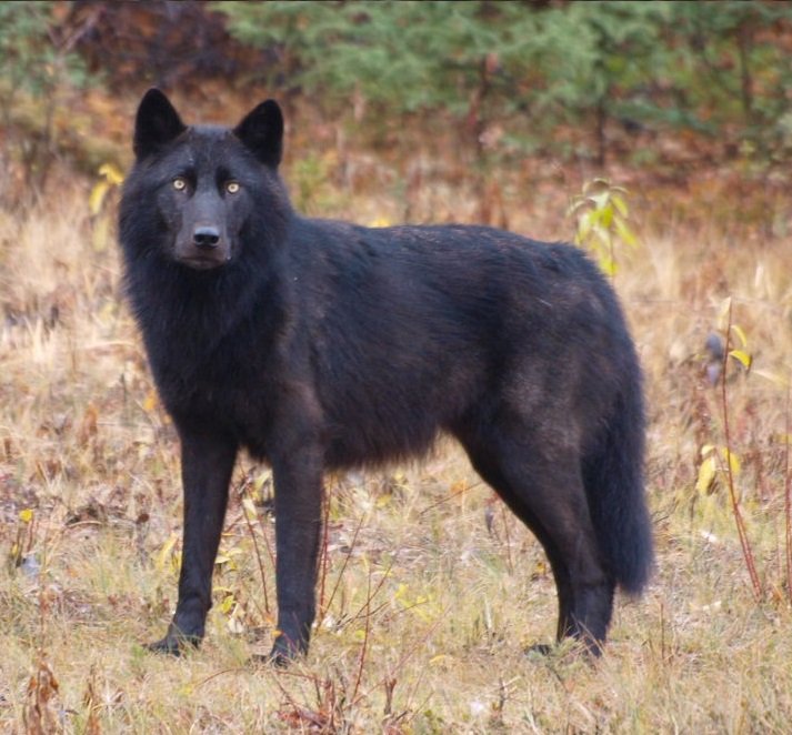 Mario_Kebab's tweet photo. @PlanetZooGame I wish grey wolf will have a lot of skin https://t.co/tCh6LpzBkx