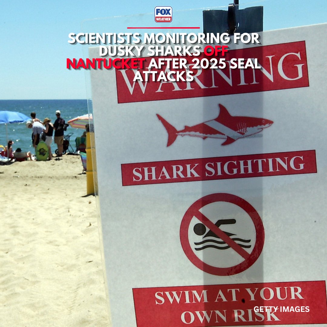foxweather's tweet photo. 🦈DUSKY SHARKS: Scientists in Massachusetts are monitoring for dusky sharks after a group last year were found to be eating seals off the coast of Nantucket in a never-before-seen discovery. Find out why this discovery is so interesting and what scientists say beachgoers need to watch out for: https://t.co/CFXRPHKqNR