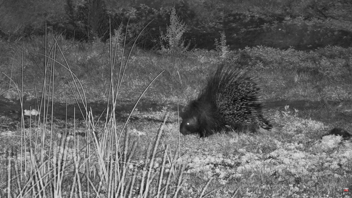 akim_eckert's tweet photo. Stunning even in IR.
CAT 20:12
#Tembe #wildearth https://t.co/M1awxPObZU