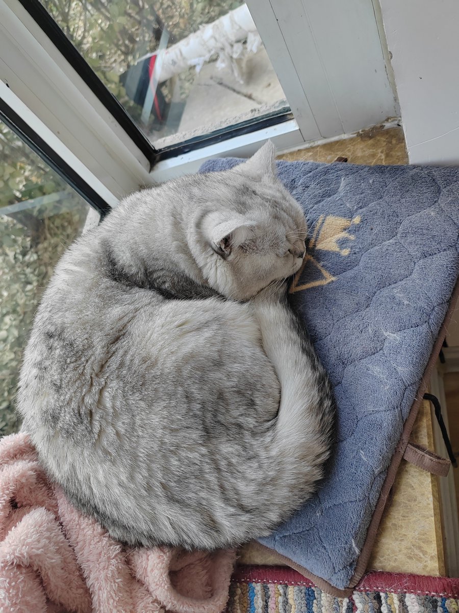 M_Ilham_Ismail's tweet photo. Just found my cat napping on the freshly folded laundry I spent an hour fixing — chaos, but cozy. https://t.co/QGHtFZXbJX