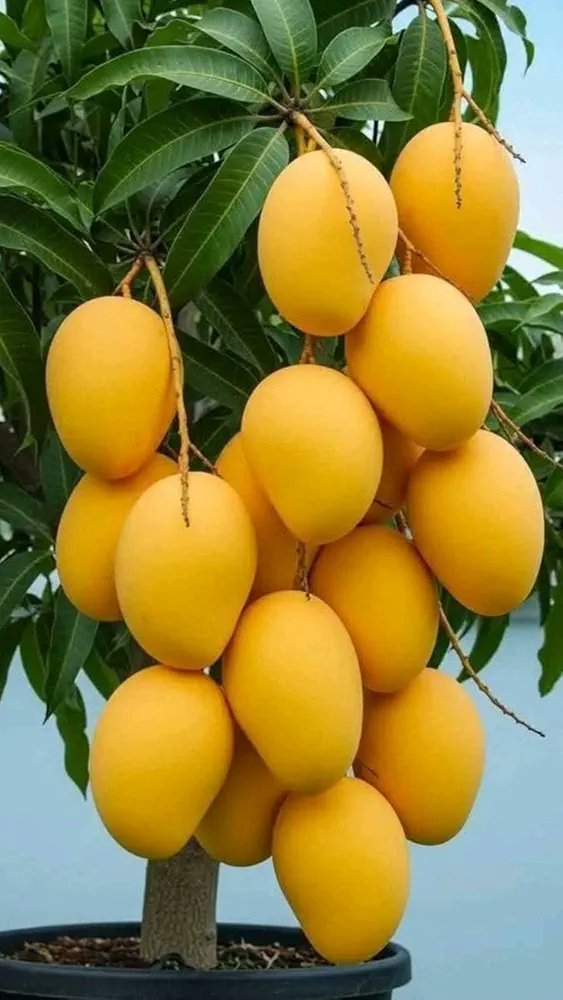 143RobinUthappa's tweet photo. It's a shame to hear about the ban on Indian mangoes in Japan. 🥭 These beautiful fruits represent so much more than just a taste; they embody a rich cultural heritage and hard work. 🌍 I believe issues like this should be resolved through collaboration. Let's work together! ✨ https://t.co/OjN3xxiuAP