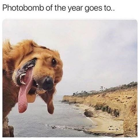 WholesomeMeme's tweet photo. https://t.co/2OqaabmV9K