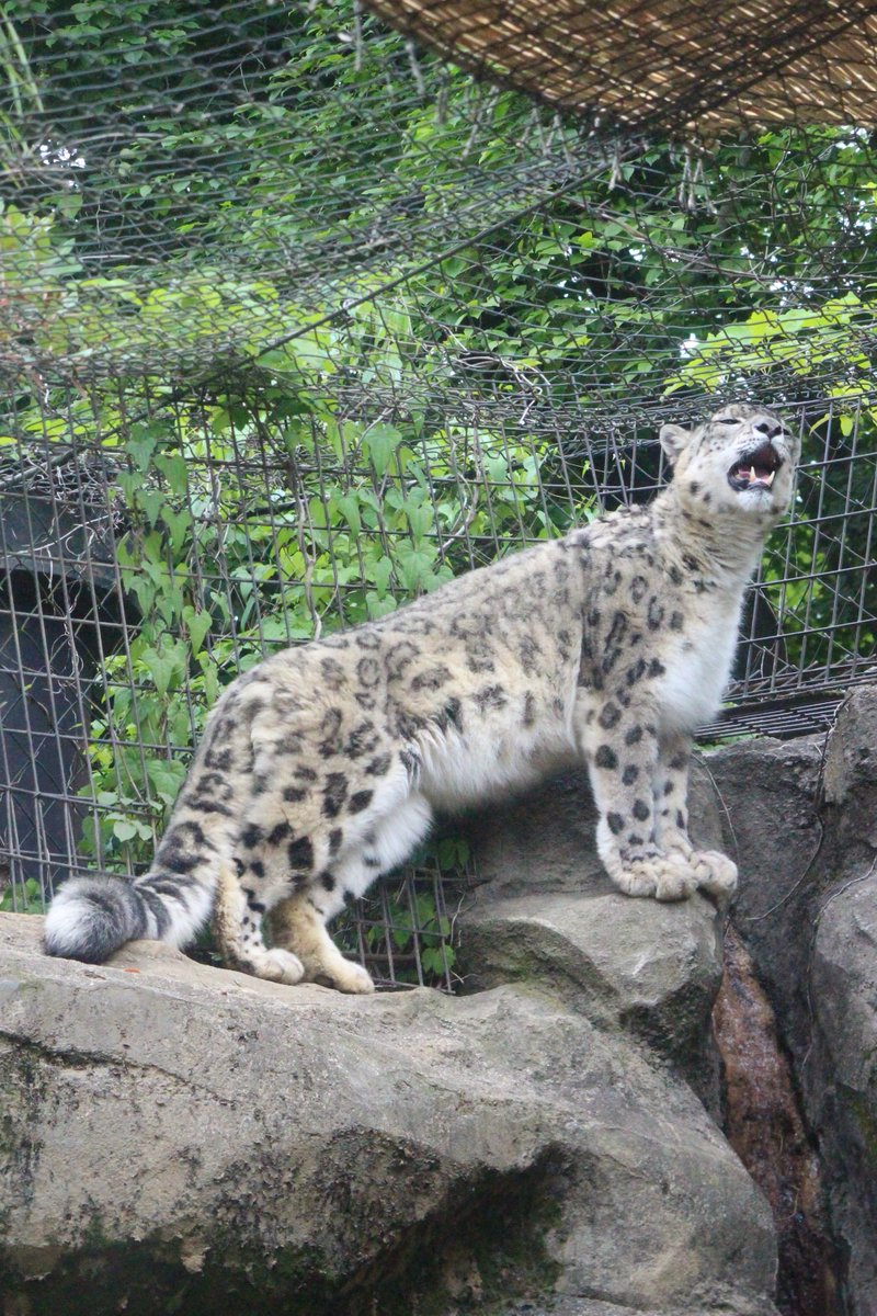 Kef6v's tweet photo. #多摩動物公園 #ユキヒョウ https://t.co/PlisBRY7T8