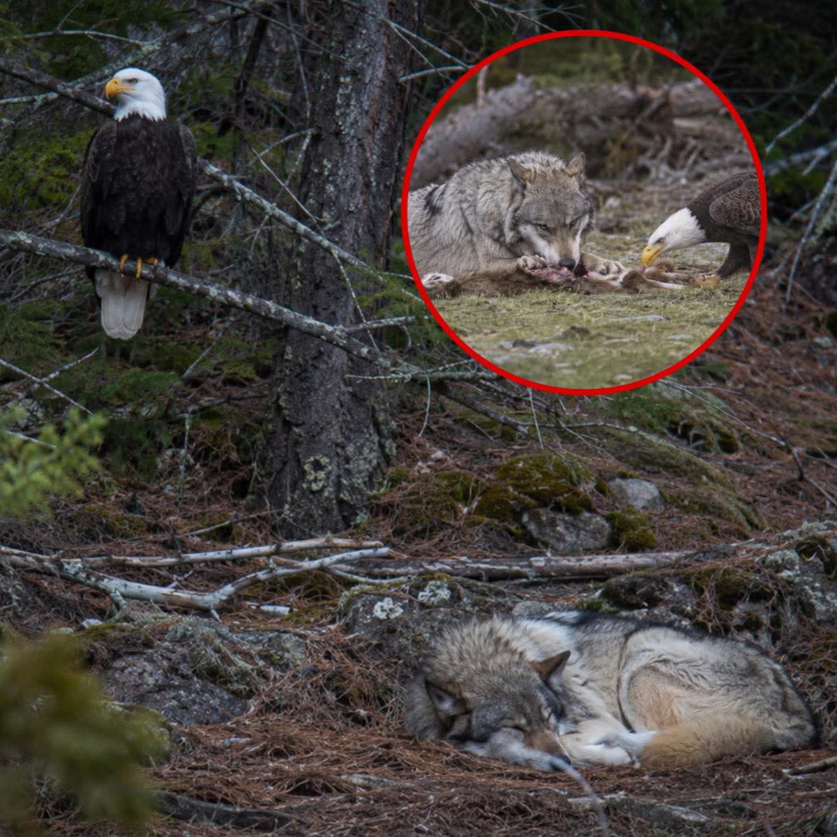 Mr_Husky1's tweet photo. Wolf left to die until an eagle showed up. A group of researchers had been following the same wolf pack for weeks when they noticed one wolf falling farther and farther behind. It was limping badly, stopping every few steps, and by sunset, the pack had disappeared into the trees without it. One photographer stayed back, thinking he was about to capture one of the hardest parts of nature to watch: an injured animal too weak to keep up, left alone in the woods with no pack, no protection, and almost no chance. He said the wolf curled under a tree like it had already given up.

But the last photo he expected to take turned into the one nobody could explain. A bald eagle landed above the wolf and stayed there, not feeding, not circling, just watching. For days, it returned while the wolf slept, almost like it was guarding the only animal in the forest weaker than itself. Then the wolf got strong enough to move, and cameras caught something even stranger. The eagle began flying low over the brush, pushing small prey toward the wolf, and when the wolf made the catch, it let the eagle eat beside it. What started as a heartbreaking scene became something researchers never thought they would see: a wounded wolf and a wild eagle learning to survive together.