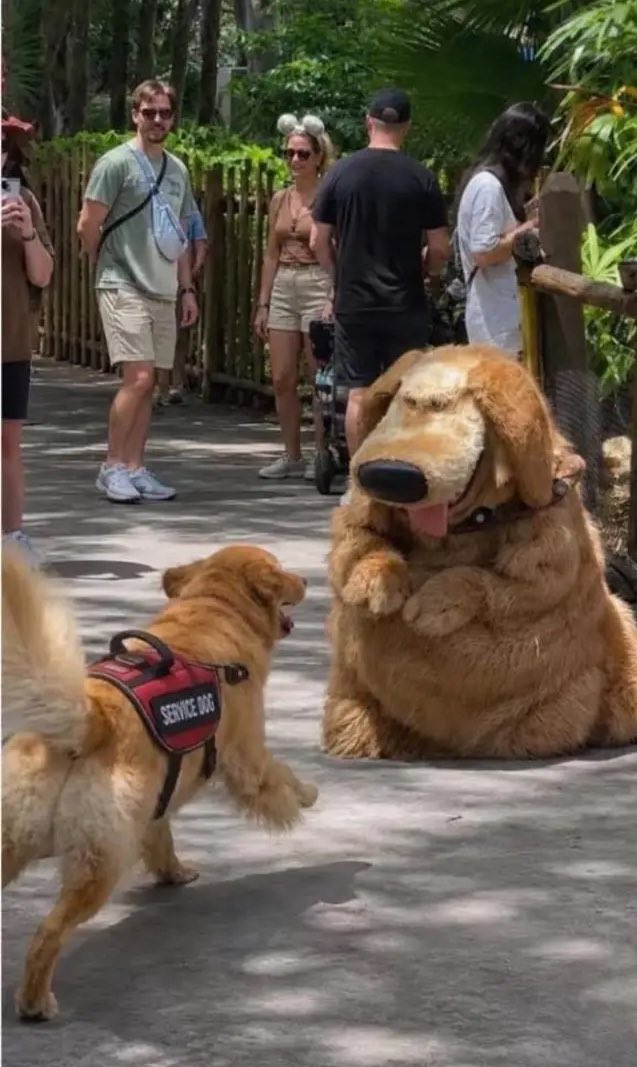 Puppieslover's tweet photo. https://t.co/l9SfRrVJa7