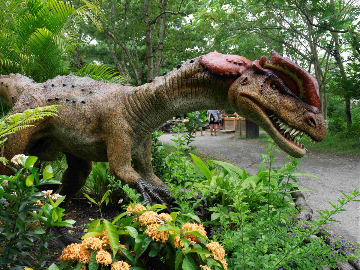 stlzoo's tweet photo. BIG adventures are in store at Dinoroarus starting Friday, June 19! 🦖 From a 23 foot tall Brachiosaurus to a drooling Baryonyx and spitting Dilophosaurus, you'll see 20 dinosaurs at this returning, temporary attraction. Learn more at https://t.co/0TTcOW1fW8 https://t.co/9NfDkndb9Z