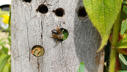 giveashitnature's tweet photo. Leafcutter bees are declining. Most of us don’t even know they exist.

They’re solitary native bees that don’t live in hives, don’t make honey, and don’t want your picnic.

They cut near-perfect circles from leaves, carry them away, and use them like wallpaper to build tiny nursery chambers for their young.

Those little holes in your rose, redbud, or lilac leaves aren't damage: it's a mother building a home. 

Leafcutter bees need nesting places: hollow stems, dead wood, brush piles, and pesticide-free yards.

Plant native flowers too: goldenrod, asters, sunflowers, coneflowers, bee balm, mountain mint, coreopsis, milkweed, blazing star, and penstemon.
