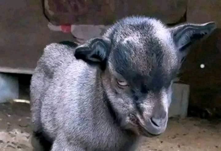 Junaidujunaid's tweet photo. @KAURANMATAFX @ahmedxm01 Kai kauran mata
Yaushe rabon ka da TP?
Baban stop loss. Make😹 https://t.co/sDUFlZmQrm