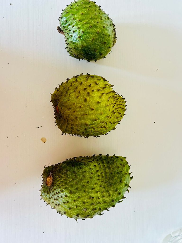 BSeventhmay's tweet photo. Our own our 1st Harvest of Sour-sop https://t.co/BEldrZpvzX step is to have a IPM/Fertigation , Irrigation, Cold chain post harvest to improve weight of fruits for different markets and value add. https://t.co/Erq5tM6KYS