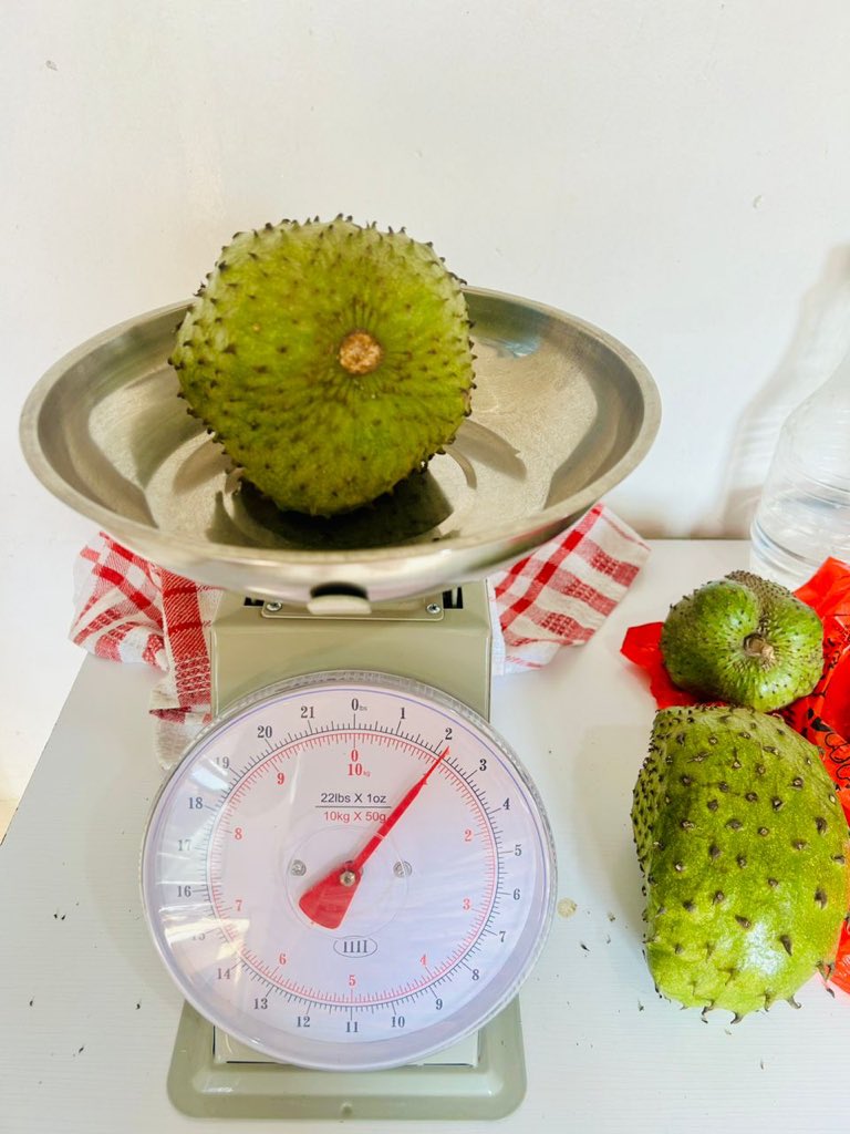 BSeventhmay's tweet photo. Our own our 1st Harvest of Sour-sop https://t.co/BEldrZpvzX step is to have a IPM/Fertigation , Irrigation, Cold chain post harvest to improve weight of fruits for different markets and value add. https://t.co/Erq5tM6KYS