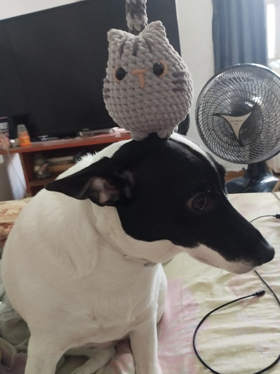emanucroche's tweet photo. Lulu n olha agora mas tem um gato aí https://t.co/zb8hSYUUTu