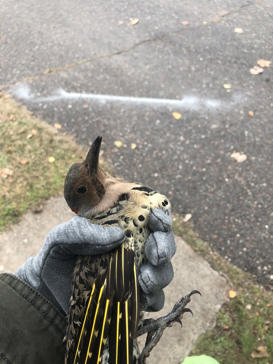 jjach's tweet photo. in the north straight up flicking it, and by it …well lets just say my yellow shaft https://t.co/plsQzYv4qb