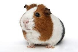 stinkysqribbles's tweet photo. #guineapigsareawesome https://t.co/faxZcuuJoo