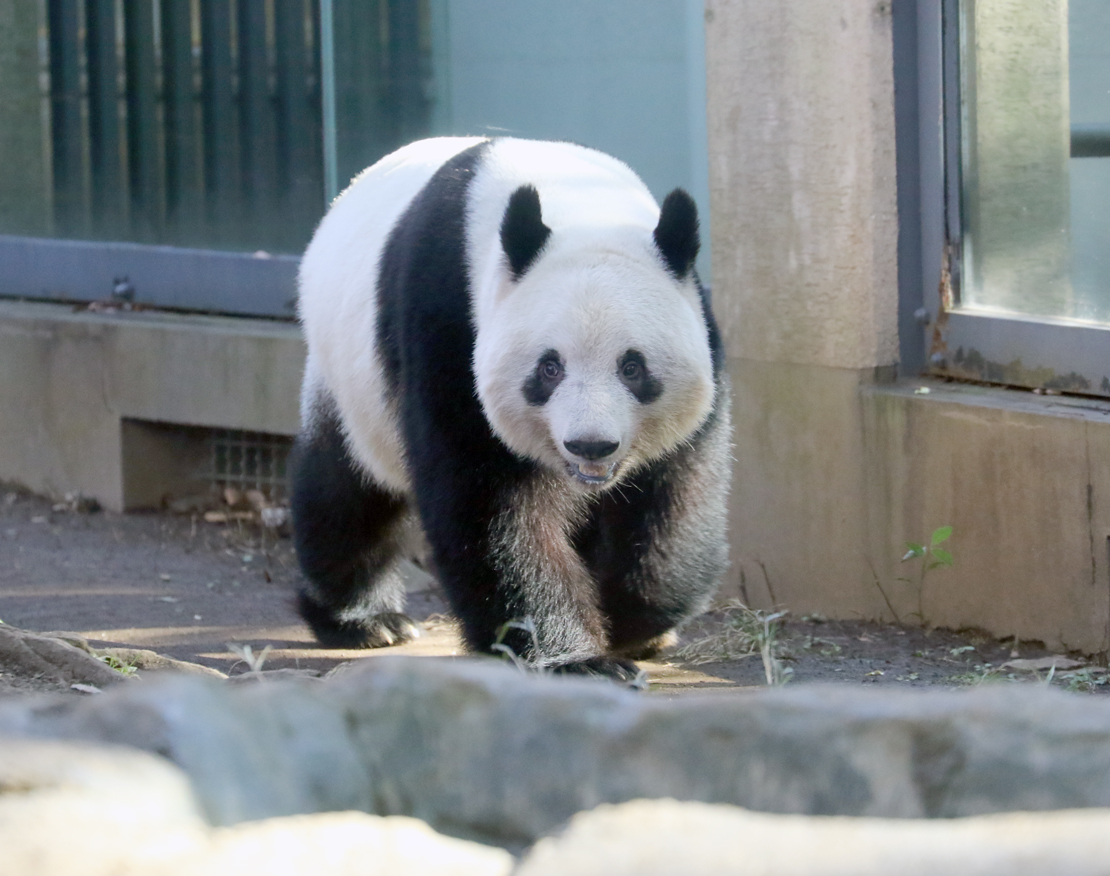 dlrxaj's tweet photo. #シャンシャン 誕生日前に上野zoo時代のお庭最終日の写真を見返してみるなど。
3年と5ヶ月前。変わっていないようで、見比べるとやっぱり今より少し幼い感じ☺️

2023.1.20📷
#上野動物園 #パンダ https://t.co/MghtIAlJR2