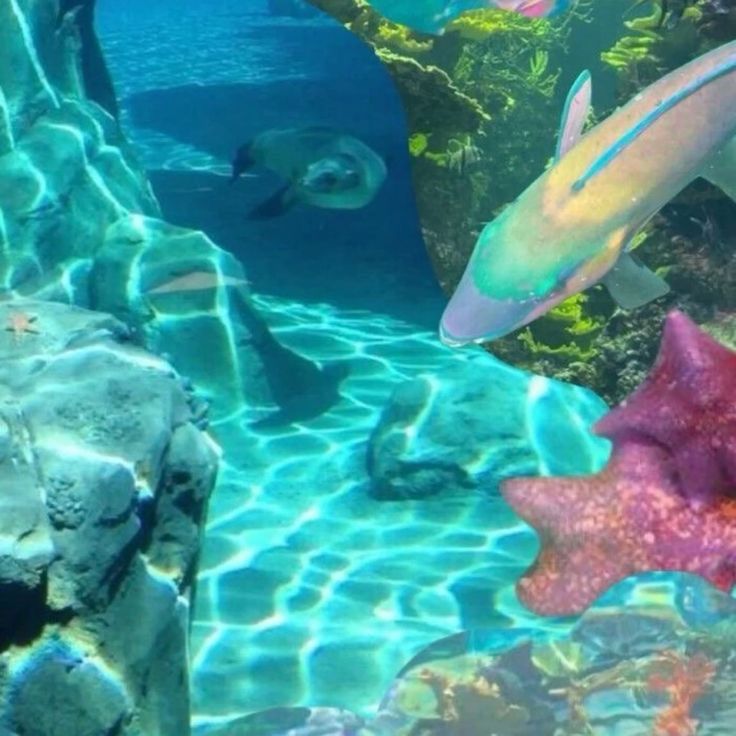 onllycutestuff's tweet photo. sea treasure https://t.co/g4khJr3SOv