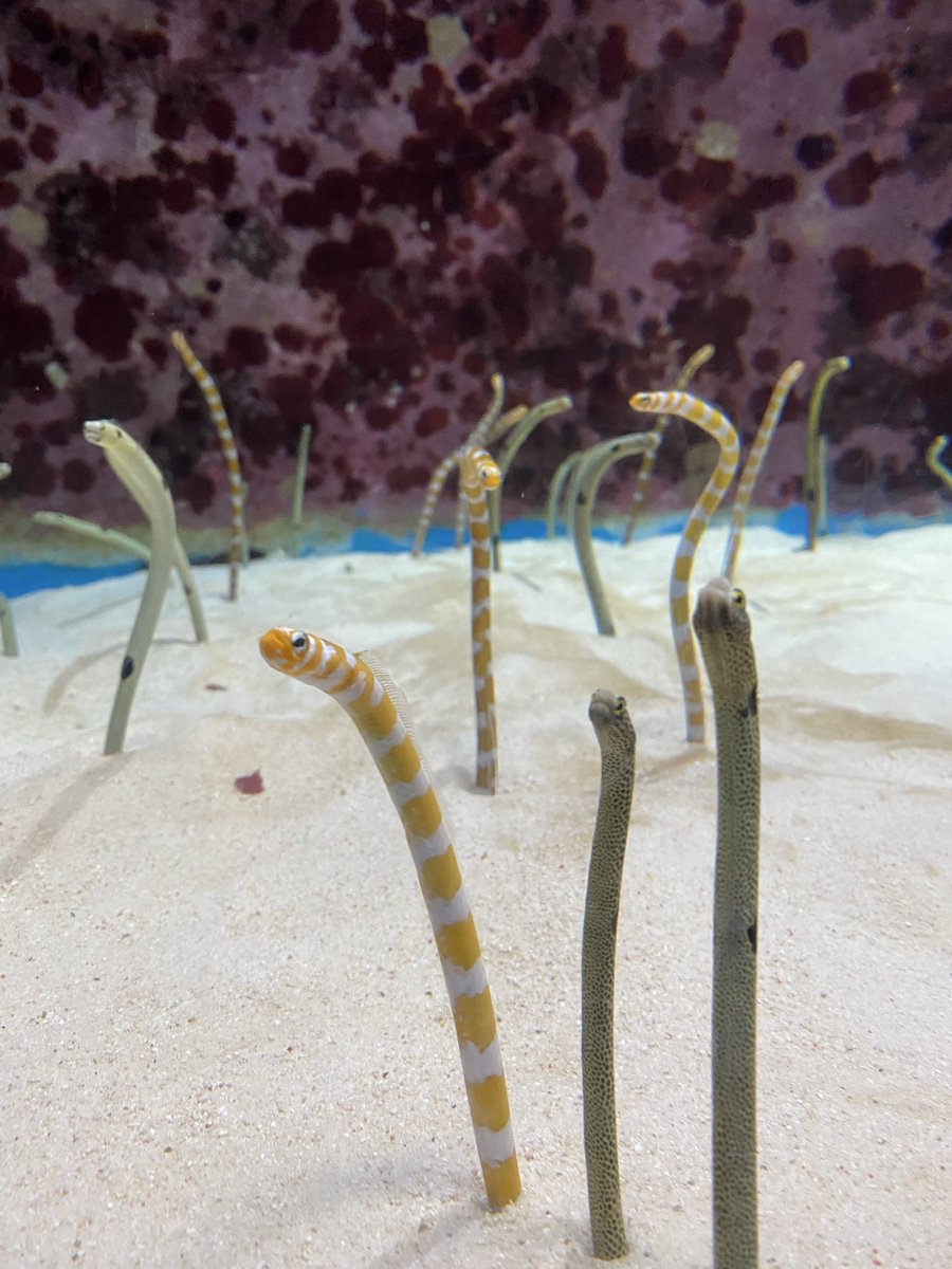 UpNO3's tweet photo. まさかの美ら海なう。
話せば長くなる。
#沖縄
#美ら海水族館 https://t.co/5bIjul51lK