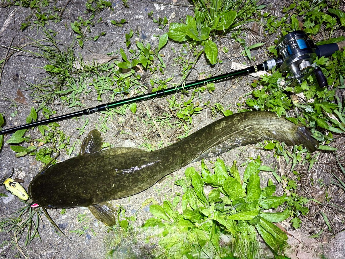 fr_chopper's tweet photo. 海が時化ちゃったので愛しのナマズに遊んでもらいました✌️😆🎣
この可愛い顔に癒されるんだわなぁ〜☝️😍

#INXlabel
#インクスレーベル
#ガリンペイロ
#Viva
#でんぐりガエル
#PR https://t.co/n5xU3gk7ac