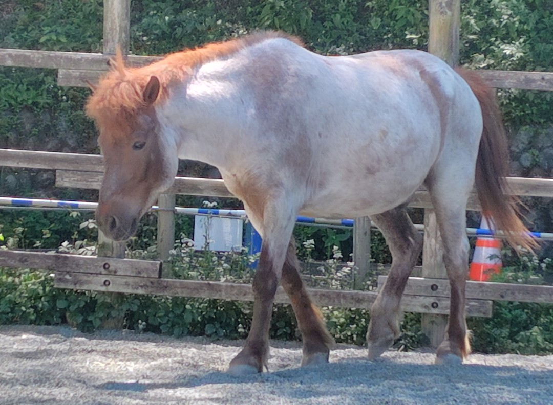 pirarin27's tweet photo. 2012年6月6日、多摩動物公園にいるお馬さんのお誕生日でした🎂 https://t.co/iaoFAazuZ7
