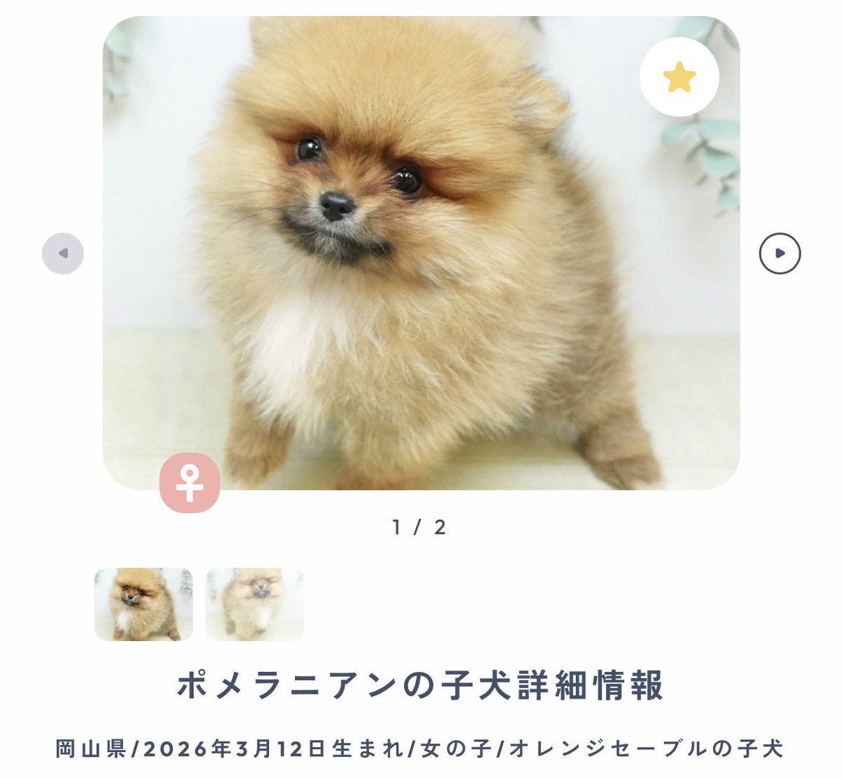 jin7407outdoors's tweet photo. タヌキのララちゃんです🐶

健診、皮膚の炎症の治療が順調なら13日（土）にお迎えに行きます🍀

#ポメラニアン 
#タヌキ顔 https://t.co/rTbxLlXKTw