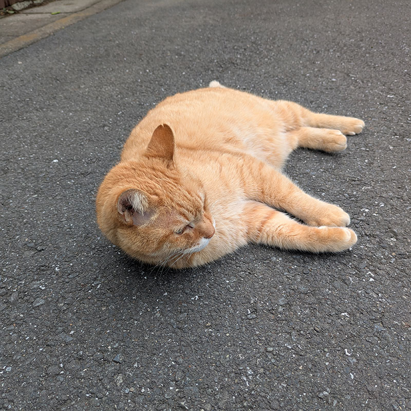 staff_Pmra's tweet photo. おはようございます、日曜日。
働き始めてあっという間に日々が過ぎ、もう6月になってるのが信じられない

通勤中に会える猫さん！
ごろんしてサービスしてくれるという誘惑でつい足を止めてしまうんです😂 https://t.co/tWNBptpmCQ