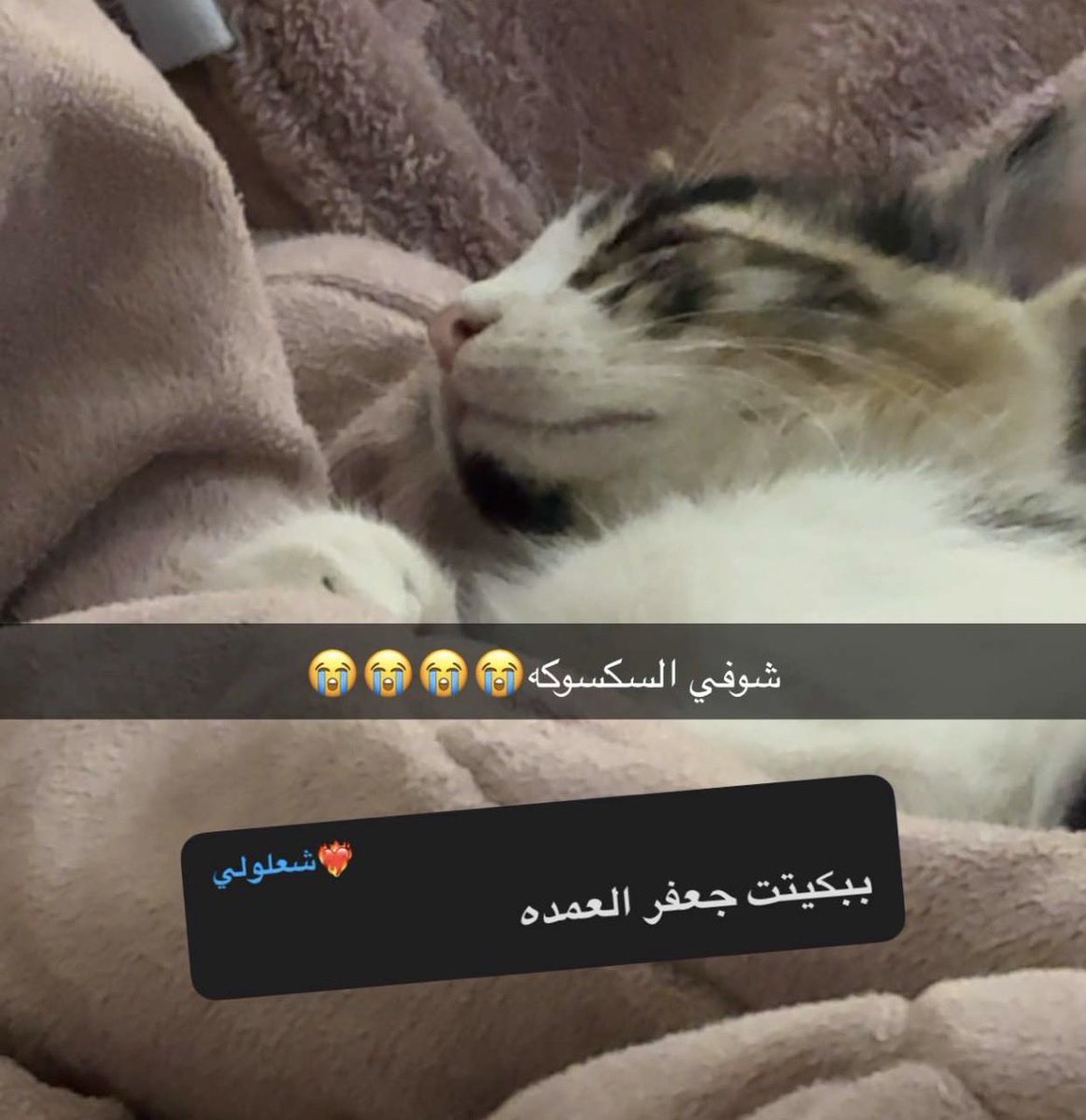 xmui87's tweet photo. عشان عندها سكسوكه صارت جعفر العمده 😭😭😭😭😭😭😭😭 
مقدرر رشا مأنثه ذكر 
وشهد مذكره انثى https://t.co/0TUPUztA0z