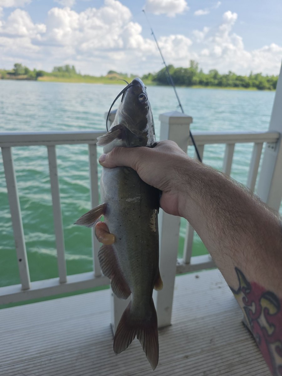 DealerOfDed's tweet photo. Little photo dump of today's catches https://t.co/jfmpQJaH6c