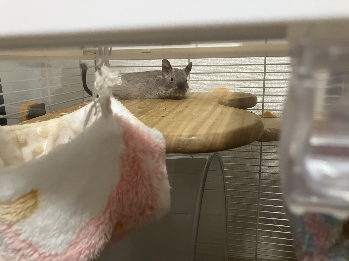 beans_hamham's tweet photo. デグーがにゅいーんって伸びて寝てるの好き https://t.co/r5Pam8z0Kb