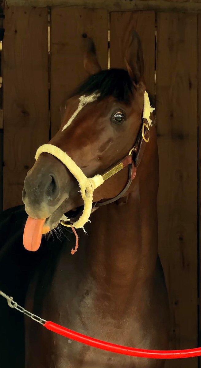 xbillc's tweet photo. @xbillc  
Hey Y'all 
I Won Belmont 
GOLDEN TEMPO 
God Bless Our Racing Family 
🐎🏁🐎🏁🐎🏁🐎🏁🐎🏁🐎🐎🐎 https://t.co/WHOYOjBMAE