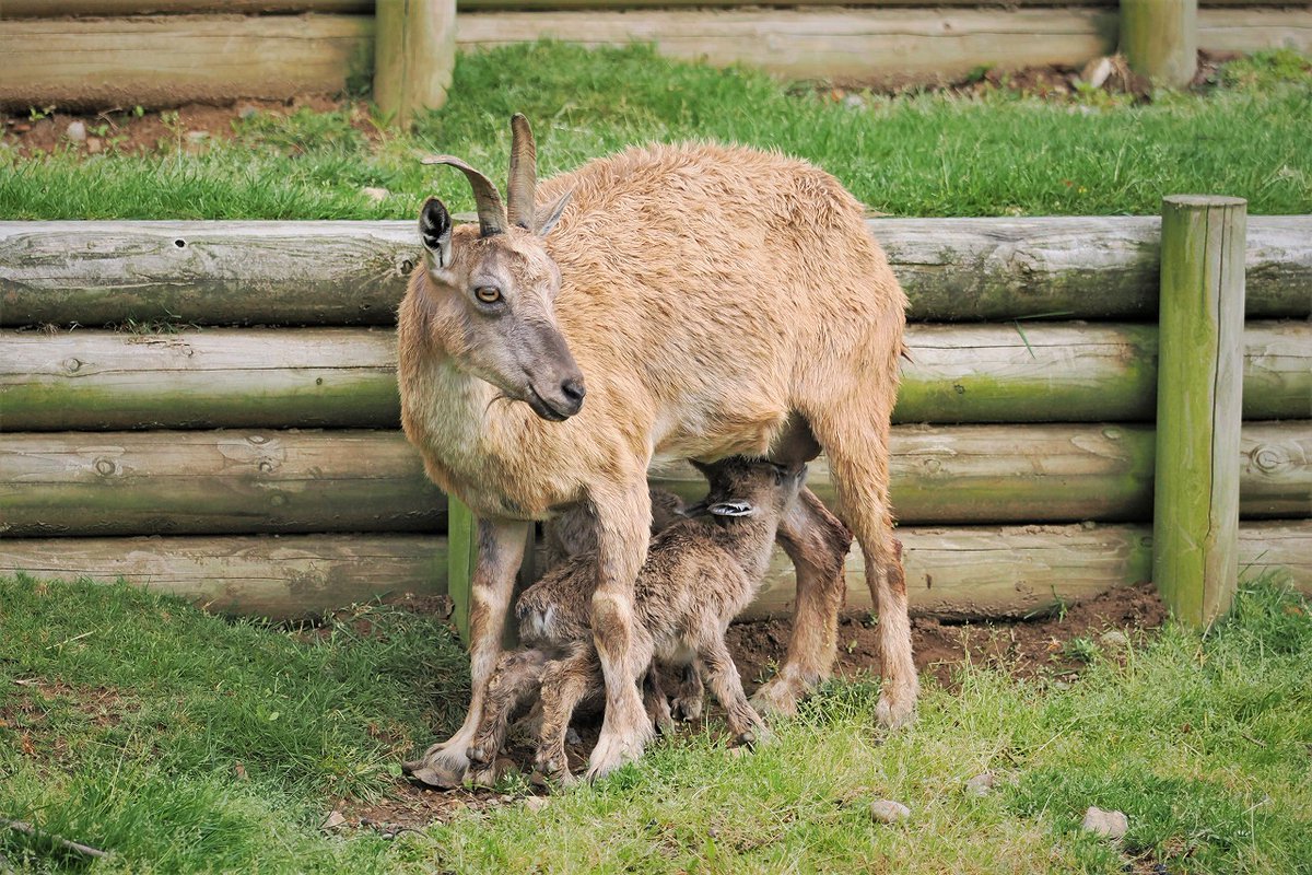 omoriyama_zoo's tweet photo. 【マーコールの赤ちゃんが生まれました！】
5月30日に「みたらし」が双子の赤ちゃんを出産しました。2頭とも、生まれて間もなく、お母さんのそばを元気に動き回っていました。これからの成長をあたたかく見守ってください。 #大森山動物園 #マーコール
https://t.co/BpQ6hTW9cb https://t.co/nPMMAa7RTD