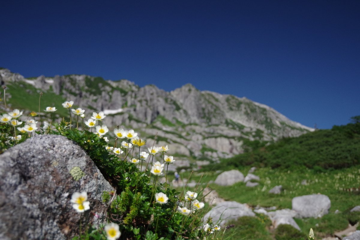 skiinfomation's tweet photo. 最近ではすっかり山から遠ざかってしまったけど是非行ってほしいのは先ずは黒部五郎岳。一面の花畑。いたるところに小川が流れ気持ちのいいカール。ずっと昼寝をしていたい場所ですね～　まさに天国があるならこんなとこなんだろうな！何度か行ったけどいつも天気が良かったのも幸運でしたね。このエリアは三俣山荘をベースとすれば色々と回れて最高だね！
