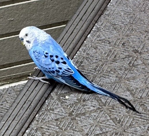 rinachan325's tweet photo. 家の近くに青いインコいた！
どっかから逃げてきちゃったのかな？😭
心当たりある方いらっしゃいましたらDMください。
場所の詳細お伝えします。
保護はできてません、すみません🙇‍♀️

#インコ迷子
#青いインコ
#神奈川県
#拡散希望 https://t.co/5CnPbFyZnj