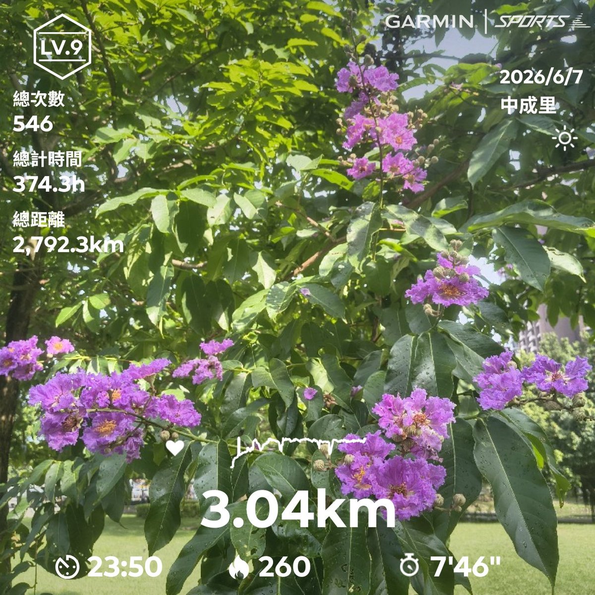 xcviyc's tweet photo. 休假早上，運動一下，看一下公園花草。 https://t.co/ZB8umk4XPb