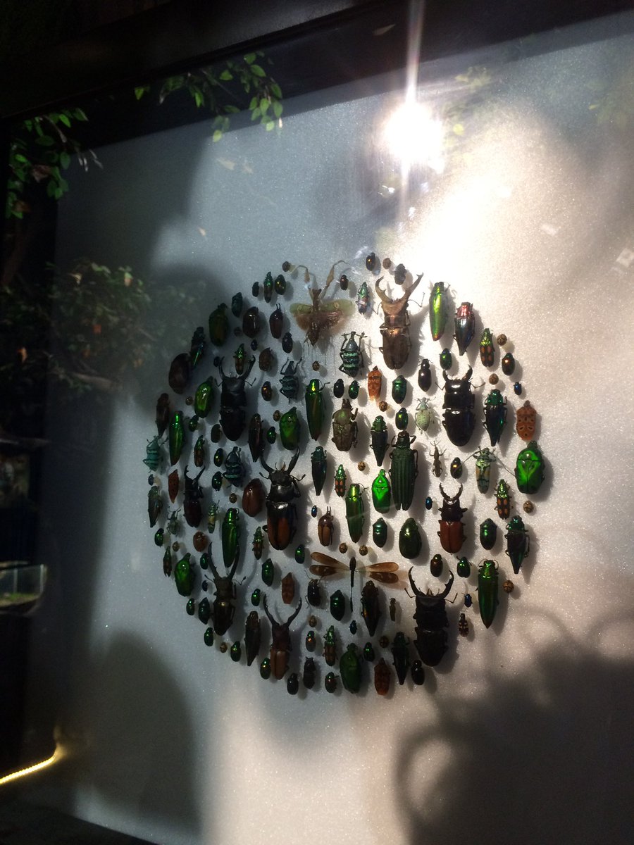 i__ponyo's tweet photo. insect xx lupa nama tempatnya tapi so cute jadi inget museum insectku di animal crossing 🥺 so pretty tapi di sini hewannya udah diawetkan semua so #sadly hanya pajangan https://t.co/4v0Bs0zMUf