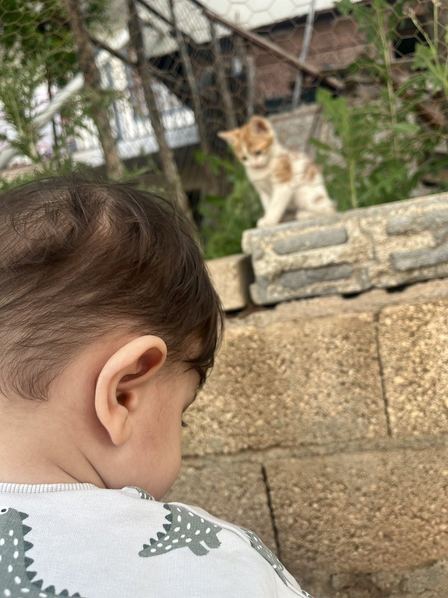 fatma_yrmsl's tweet photo. Benim bebeler tanıştı birazcık utangaç gibiler ❤️ https://t.co/P3TWruhWIy